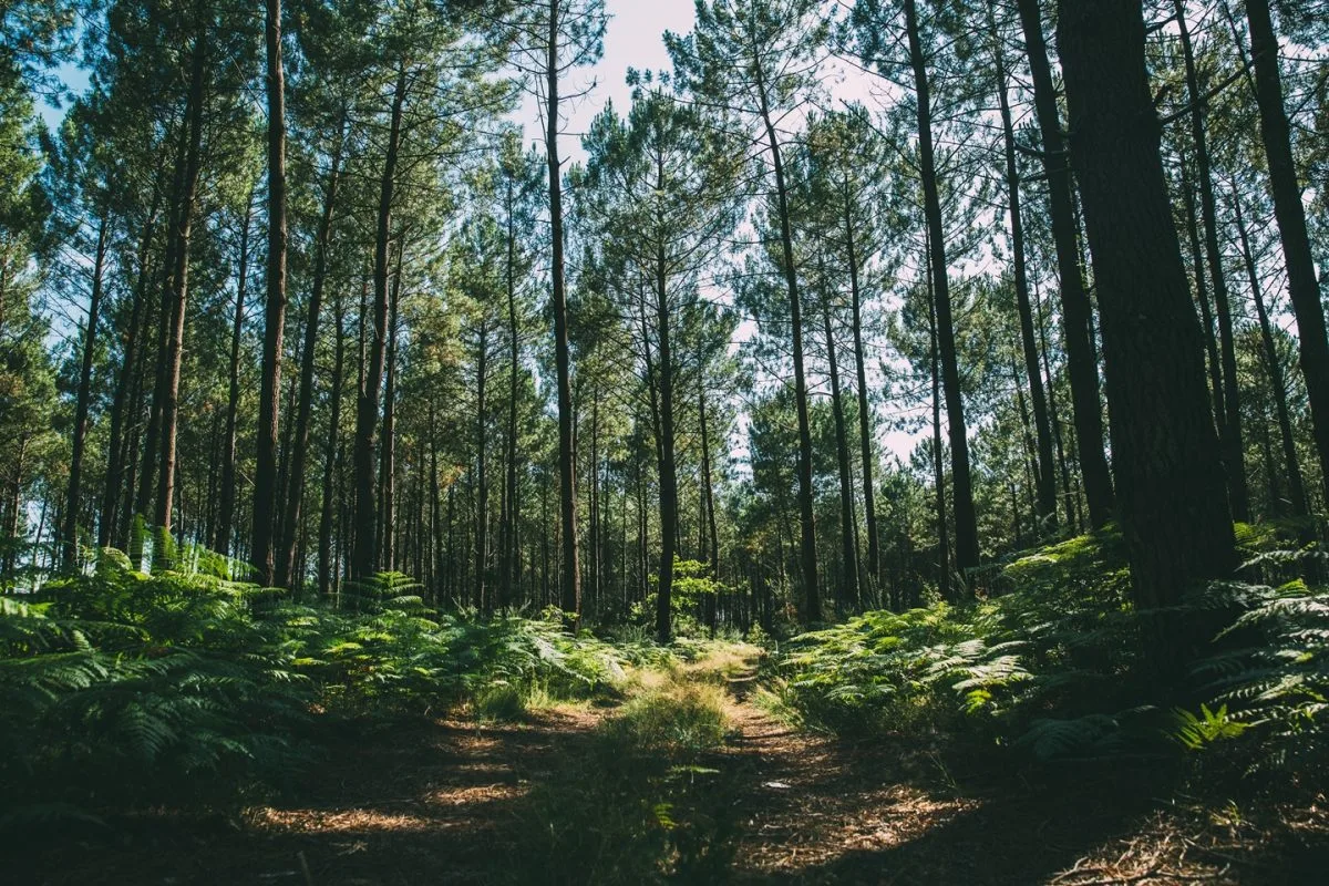 Forêt de pins dans les Landes