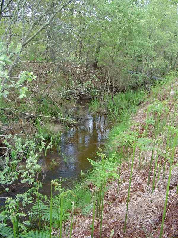 Sanguinet – Circuit entre étang et forêt