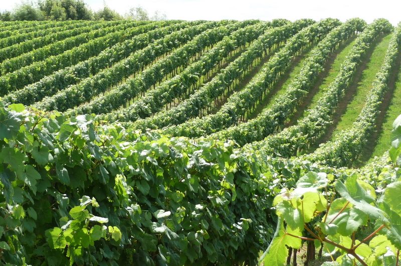 Vignoble du Tursan, sur le chemin des vignes, circuit nord