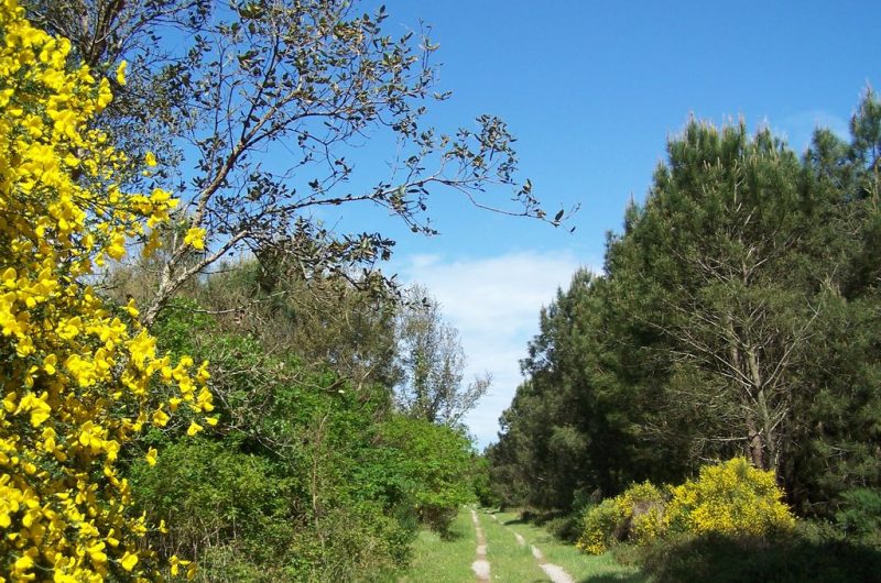 Forêt de pins 9 km-Ondres-Circuit jaune