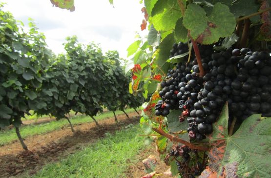 Trésor Gourmand : Rencontre dans les vignes avec un vigneron Le 30 mai 2024